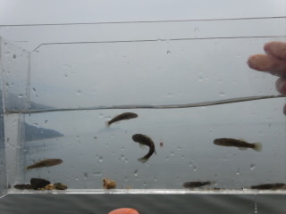 滋賀琵琶湖のマキノサニービーチで魚採り メインは川釣りたまに海釣り