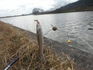 琵琶湖に流れる某川でモロコ釣りに挑戦 メインは川釣りたまに海釣り