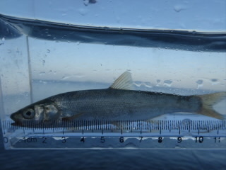 DSC07423.JPG
